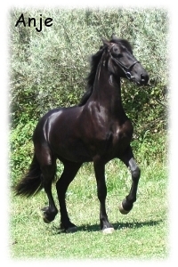 Anje a Friesian filly