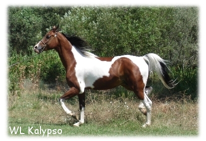 Kalypso, a half-arabian gelding