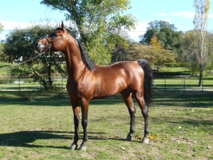 Versaces Vision Arabian Stallion